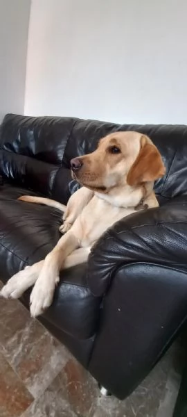 CUCCIOLI LABRADOR CON PEDIGREE | Foto 0