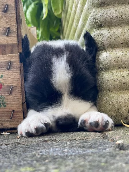 GRAZIE AL CUCCIOLO È VENERDÌ!!  | Foto 5