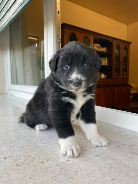 GRAZIE AL CUCCIOLO È VENERDÌ!!  | Foto 2