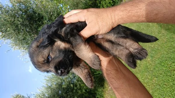 Cuccioli pastore tedesco con pedigree 