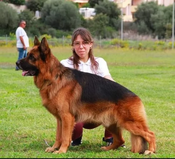 Cuccioli pastore tedesco con pedigree  | Foto 3