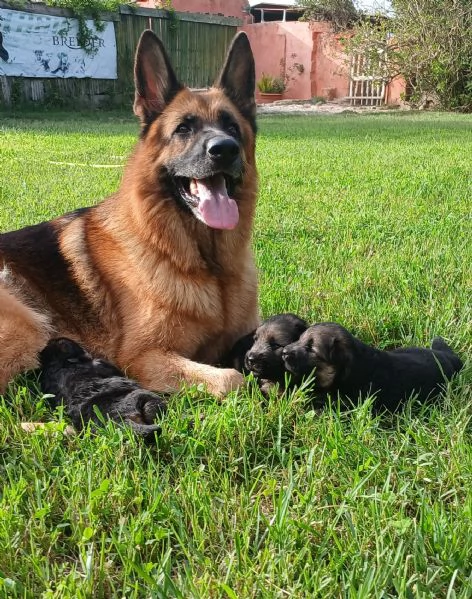 Cuccioli pastore tedesco con pedigree  | Foto 1