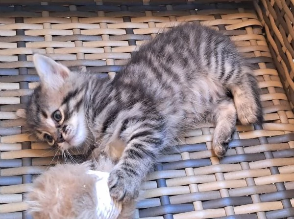 Regalo cuccioli di gatto | Foto 1