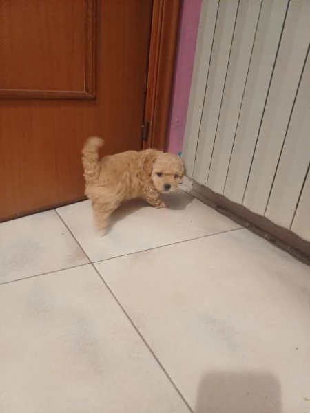 Vendita cuccioli  barboncino  | Foto 3