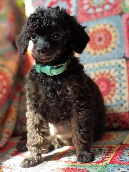 Cuccioli di barboncino nano | Foto 3