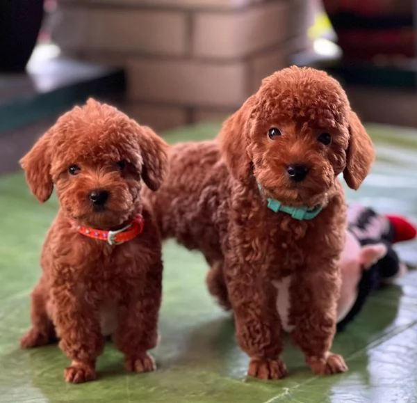 Cuccioli di barboncino nano