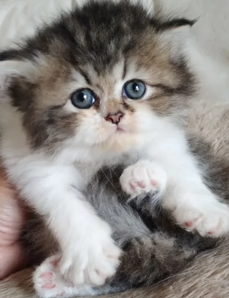 Cucciola femmina di persiano normotipo 