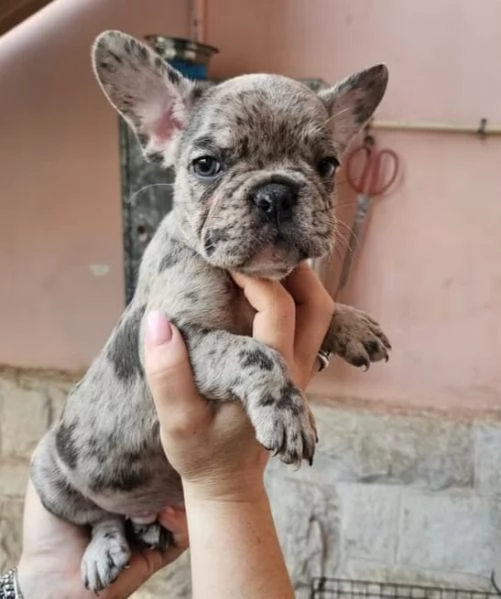 Cuccioli di bulldog francese  | Foto 2