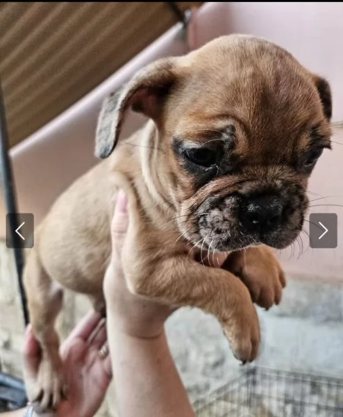 Cuccioli di bulldog francese  | Foto 0