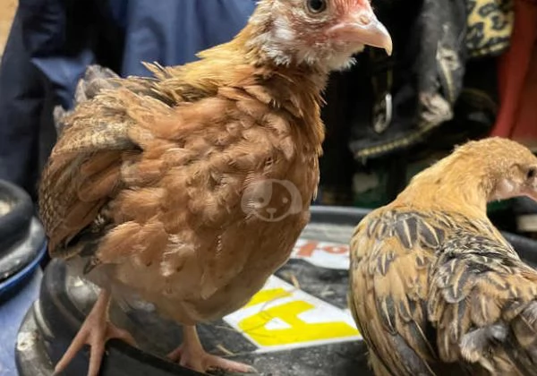 Pulcini femmine di razza incrociata in vendita | Foto 0