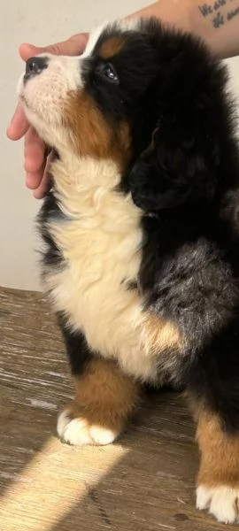 Splendidi cuccioli di bovaro del bernese | Foto 4