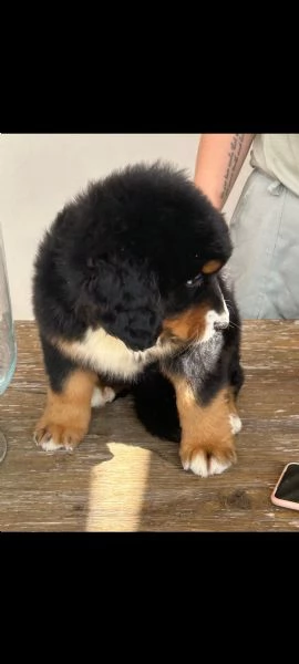 Splendidi cuccioli di bovaro del bernese | Foto 0