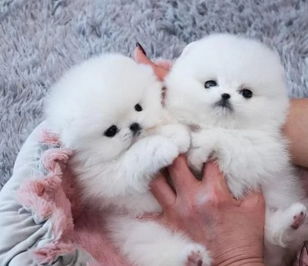 Cuccioli di pomerania bianca inestimabili in vendita