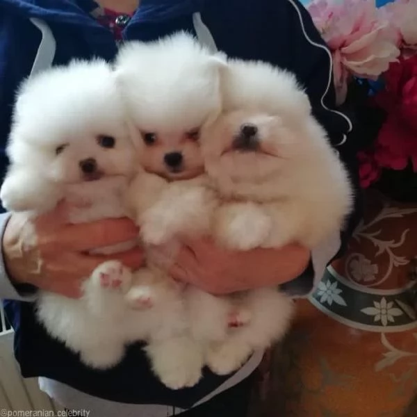 Cuccioli di pomerania bianca inestimabili in vendita | Foto 0