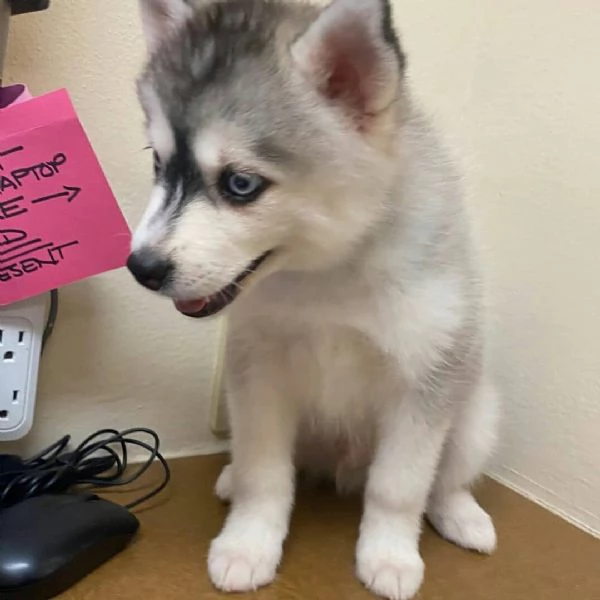 siberian husky cuccioli con documenti