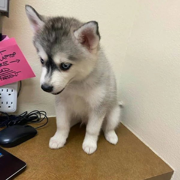 siberian husky cuccioli con documenti | Foto 1