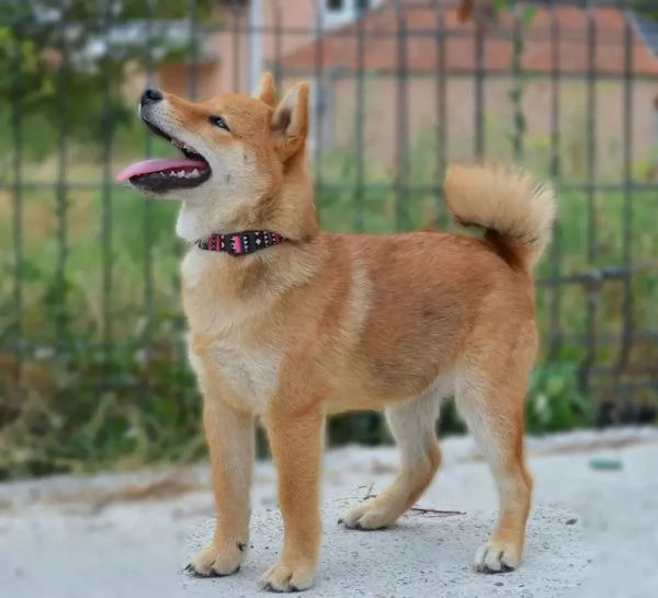 Shiba Inu Cuccioli | Foto 1