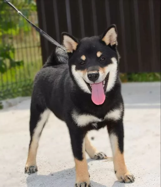 Shiba Inu Cuccioli | Foto 0