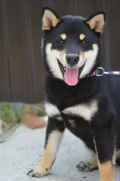 Shiba Inu Cuccioli