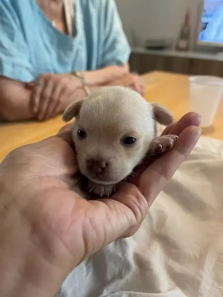 Fantastici cuccioli di Chihuahua in cerca di casa