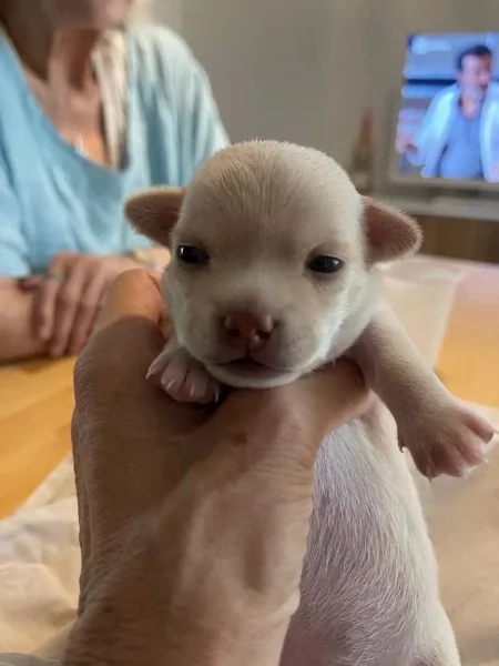 Fantastici cuccioli di Chihuahua in cerca di casa | Foto 1