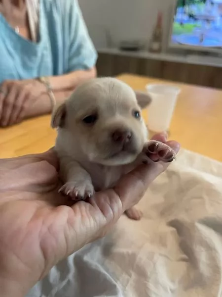 Fantastici cuccioli di Chihuahua in cerca di casa | Foto 0