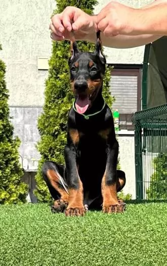 Cuccioli di Doberman di origine superiore.