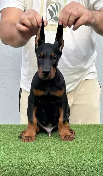 Cuccioli di Doberman di origine superiore. | Foto 1