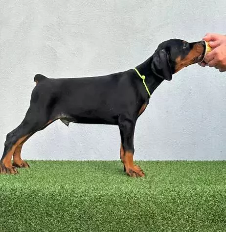 Cuccioli di Doberman di origine superiore. | Foto 0