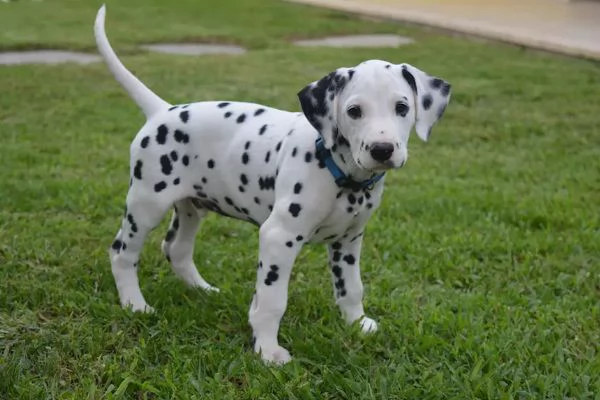 Cuccioli di dalmata nati il 14 luglio, | Foto 2