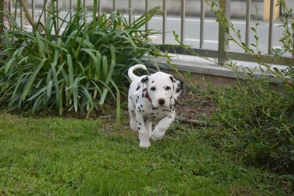 Cuccioli di dalmata nati il 14 luglio, | Foto 1