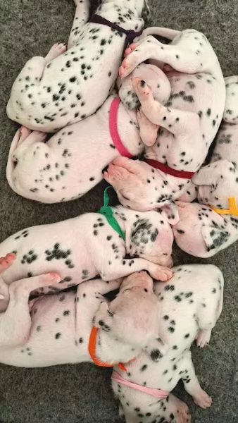 Cuccioli di dalmata nati il 14 luglio, | Foto 0