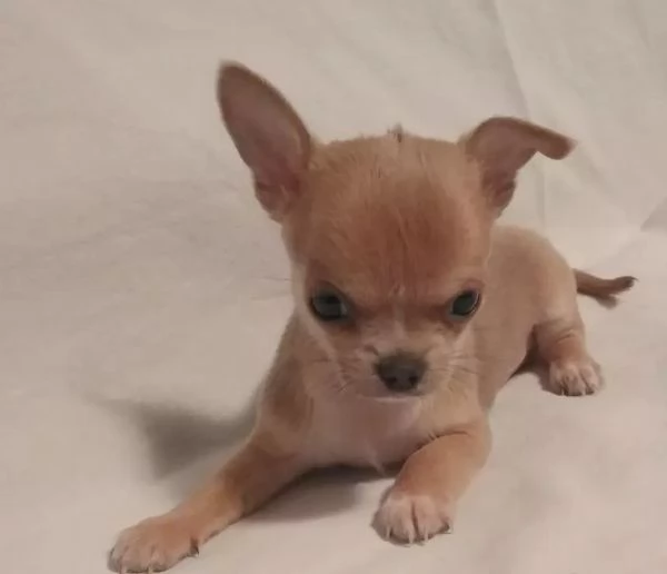 Chihuahua toy e mini toy 2 mesi e mezzo