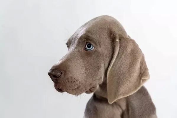 Weimaraner