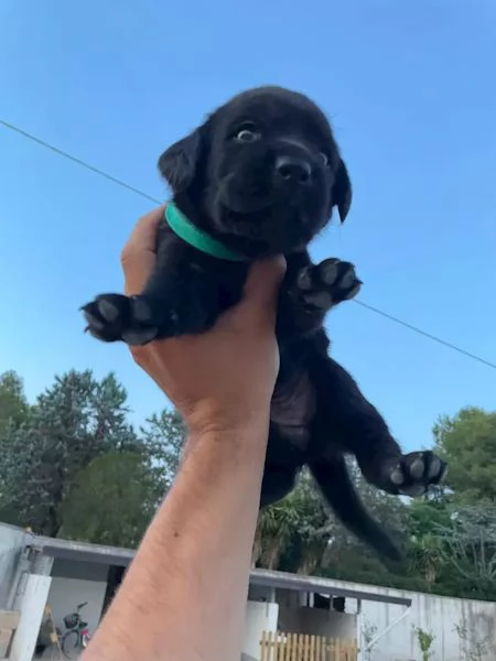 Cuccioli labrador | Foto 0