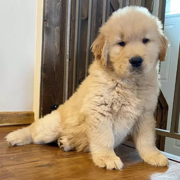 Bellissimi cuccioli di Golden Retriever Winnie e Teddy | Foto 0