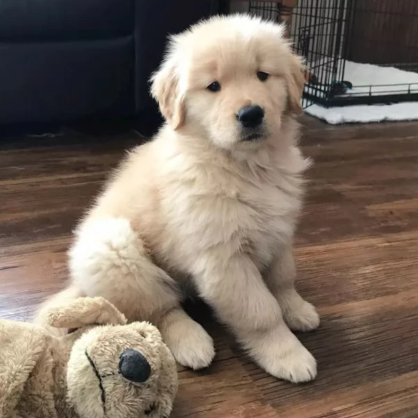 Bellissimi cuccioli di Golden Retriever Winnie e Teddy