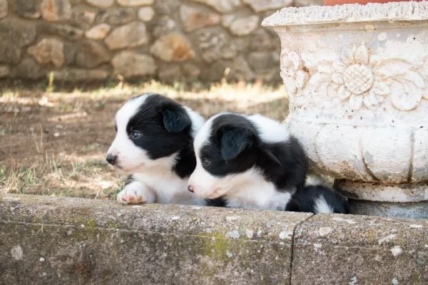 Cuccioli BORDER COLLIE