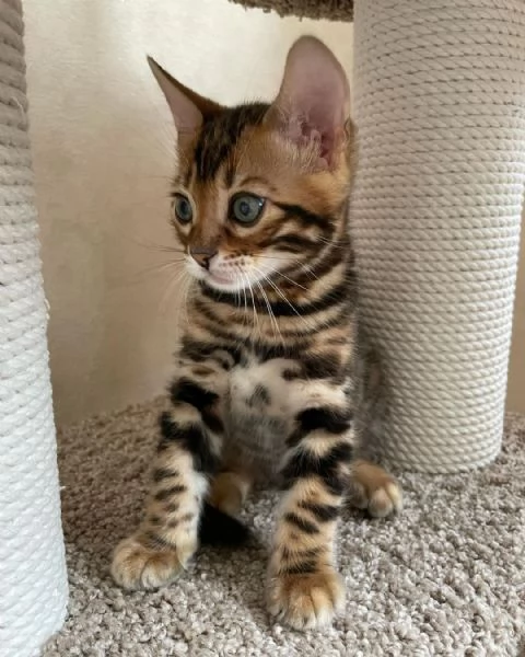 BENGAL CUCCIOLI DISPONIBILI | Foto 0