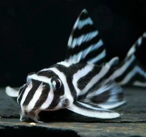 Pesce zebra Amphilophus