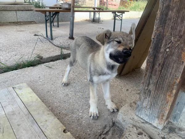 Cuccioli lupo cecoslovacco 