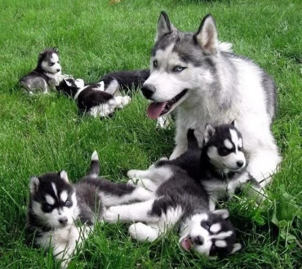 Adorabili cuccioli di husky in adozione