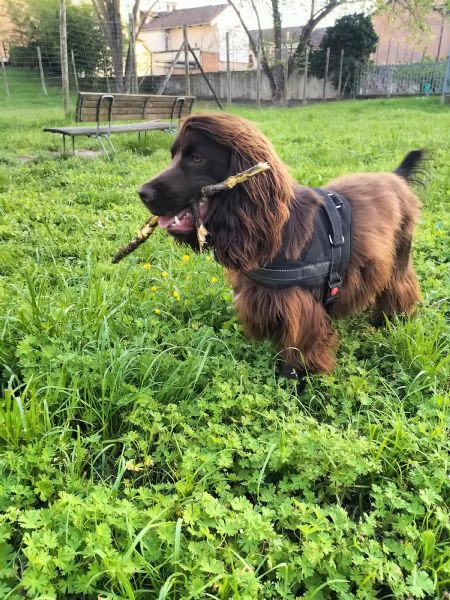 cercasi femmina cocker spaniel inglese  | Foto 2