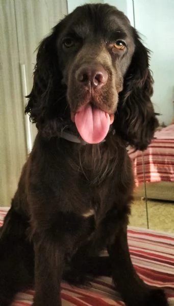 cercasi femmina cocker spaniel inglese  | Foto 1