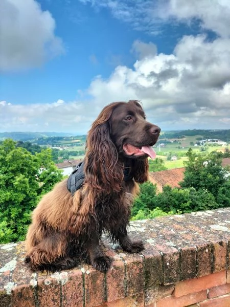 cercasi femmina cocker spaniel inglese  | Foto 0