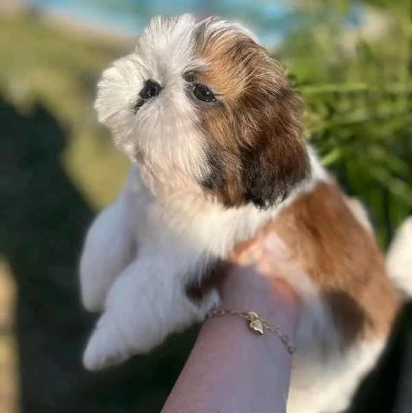 Cuccioli di shih tzu maschi e femmine disponibili