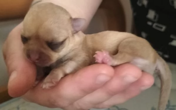 Cucciolo di chihuahua Maschio mini mini