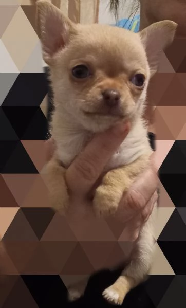 Cucciolo di chihuahua Maschio mini mini | Foto 0