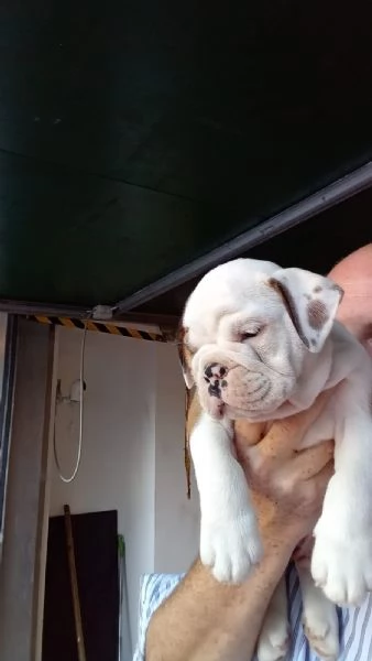 Cuccioli bulldog inglese in vendita