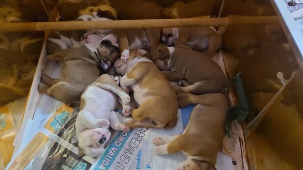 Cuccioli bulldog inglese in vendita | Foto 2